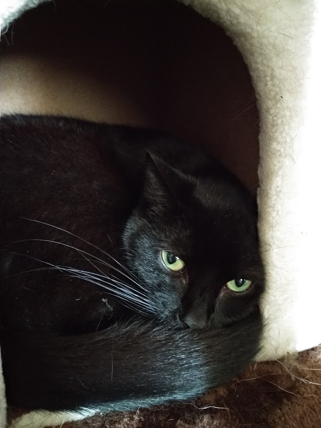 Loki, best boy cat in the world